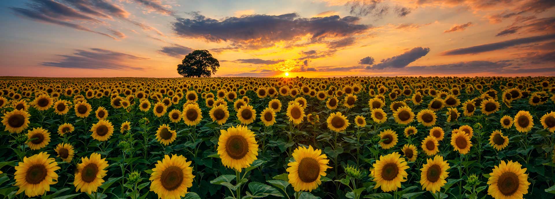 Field of sun flowers with sunset in the background.